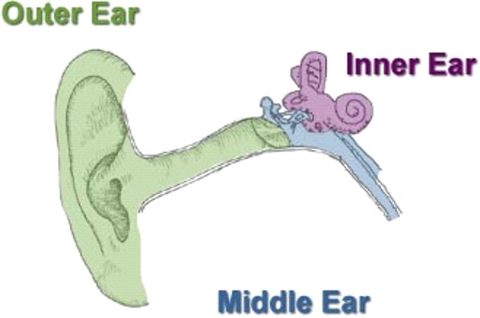Understanding Noise and Hearing Conservation